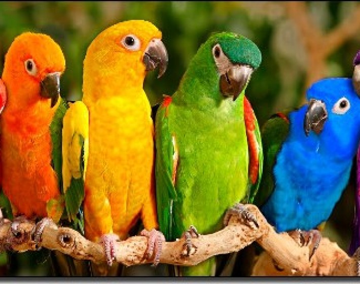 Έκλεψαν παπαγάλους από το Δημοτικό Κήπο Χανίων