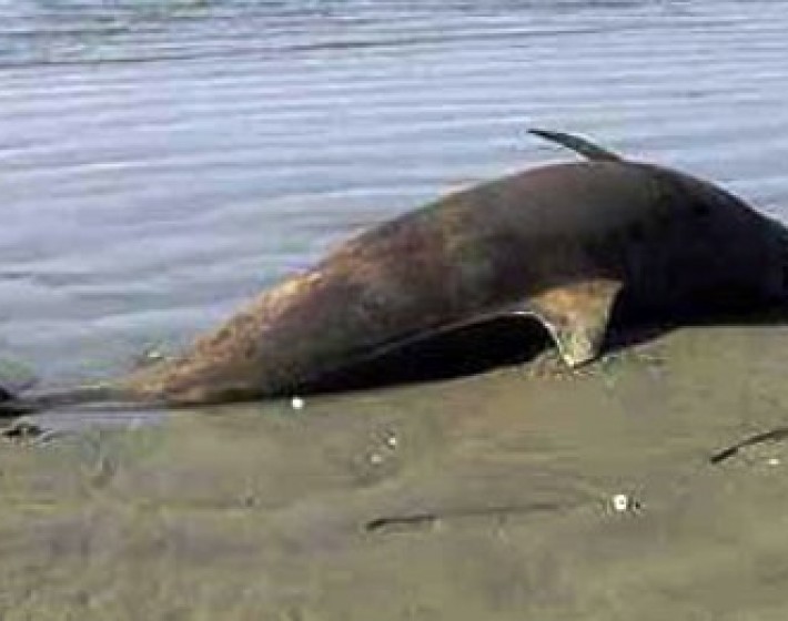 Νεκρό δελφίνι στην παραλία της Λυγαριάς