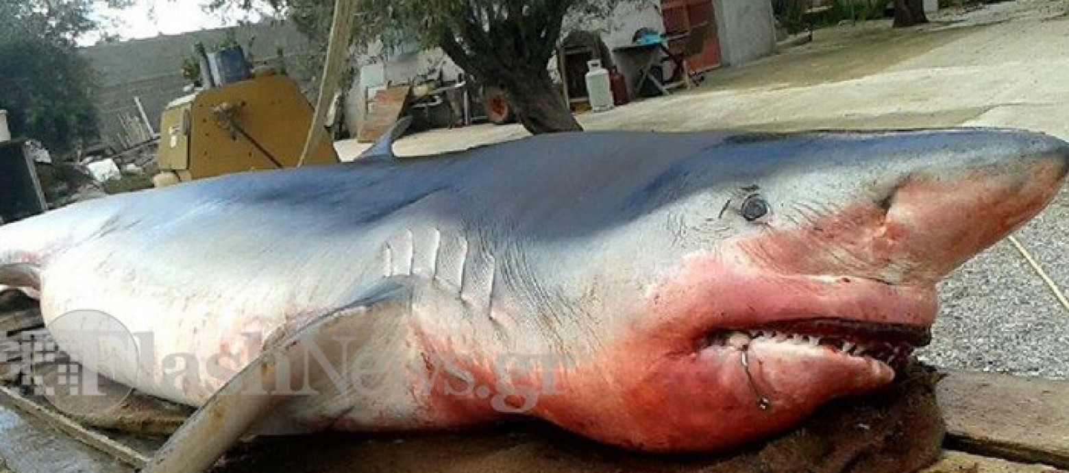Χανιά: Λευκός καρχαρίας στα ρηχά της παραλίας