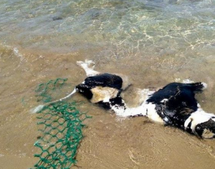 Χανιά:  Η θάλασσα ξέβρασε κουφάρι αγελάδας