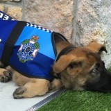 Σκύλος της αστυνομίας «έχασε» τη δουλειά του γιατί ήταν πολύ παιχνιδιάρης!