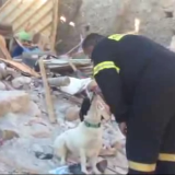 Μυτιλήνη: Η σκυλίτσα της 43χρονης  Ελένης δεν έφυγε λεπτό από τα χαλάσματα(video)