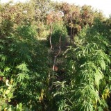 Ρέθυμνο: Εντοπίστηκε φυτεία με 603 δενδρύλλια  κάνναβης – Συνελήφθη 37χρονος